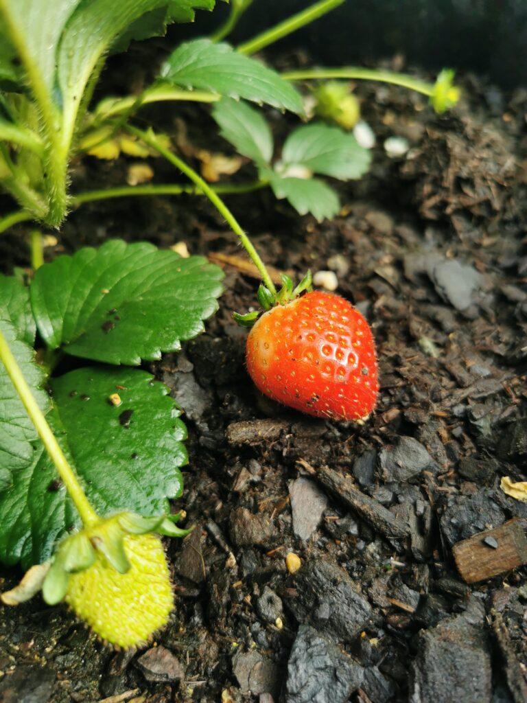 Dlaczego Moje Truskawki S Kwa Ne Ma E Twarde Sadzonki Truskawek